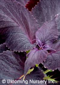 Coleus (Solenostemon) 'Merlot' Coleus (Solenostemon) 'Merlot'